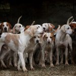 Co wyróżnia PsieDobre.pl na tle innych sklepów z karmami dla psów?