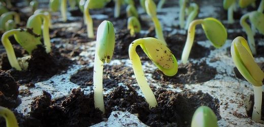 Szkodniki w zbożach – jakie insektycydy sprawdzają się najlepiej w 2025 roku?