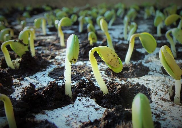 Szkodniki w zbożach – jakie insektycydy sprawdzają się najlepiej w 2025 roku?